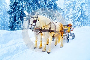 Two beautiful white horses in mountain winter landscape.