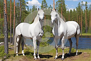 Two beautiful white horses standing on pasture in summer