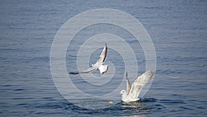 Beautiful white seagulls stunting on the water photo