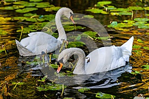 Two beautiful white swans close-up in a park on a lake