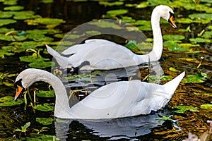 Two beautiful white swans close-up in a park on a lake