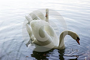 Two beautiful white swans swimming on a sunset lake. Moldova Briceni, May 2018. photo