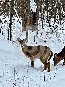 Two beautiful whitetail deer during Wisconsin winter