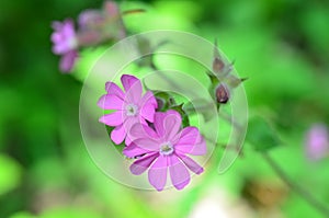 Beautiful wild purple flowers on a green background