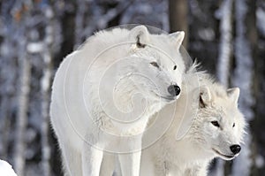 Two beautiful wolves