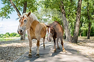 Two beautiful workhorses in a park.