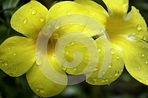 Two Beautiful yellow flowers with water drops