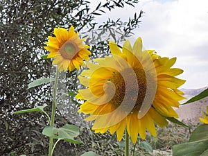Two yellow, beautiful and young sunflowers together a sunflower farm