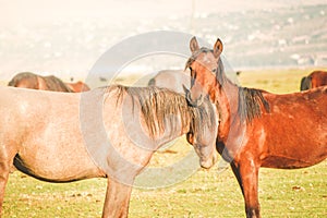 Two beautiful yilki horses cuddle outdoors in field in Hormetci village