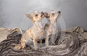 Two beautiful Yorkshire terriers