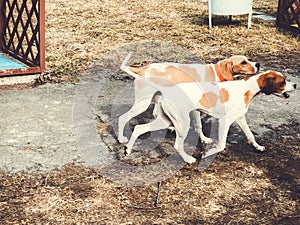 Two beautiful young and cavorting German Shorthaired Pointer dogs