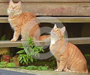 Two beautiful young ginger cats in the summer garden