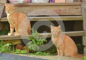 Two beautiful young ginger cats in the summer garden
