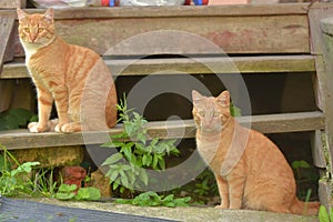 Two beautiful young ginger cats in the summer garden