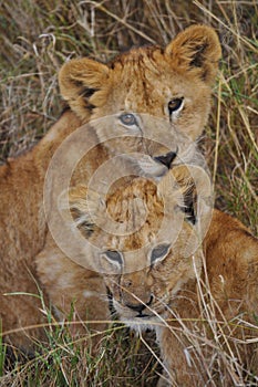 Two beautiful young lion cubs lying in the protective Serengeti grasses in Tanzania