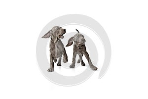 Two beautiful young Weimaraner dogs posing isolated over white background.