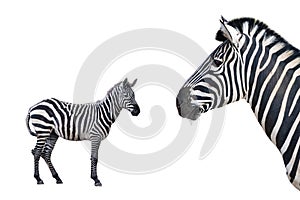 two beautiful zebra isolated on white background