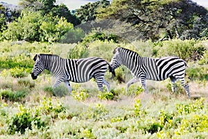 Two beautiful zebra`s