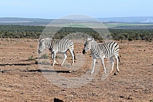 Two beautiful zebras in Addo Elephant Park in Colchester, South Africa