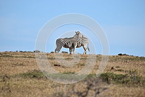 Two beautiful zebras on a meadow in Addo Elephant Park in Colchester, South Africa