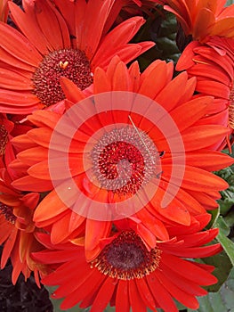 Two beautifull orange daisies in full bloom