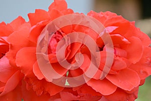 The orenge colour rose flower in guarden photo