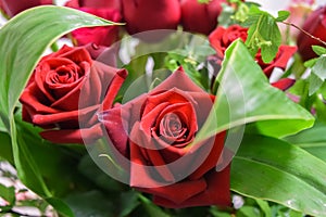 Two beautifull red roses bouquet flowers and foliage