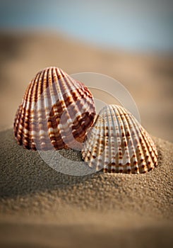 Two beautifully patterned seashells resting on sandy beach