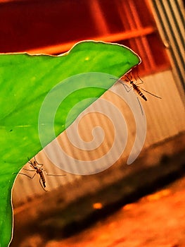 Two beauty mosque on the leaves