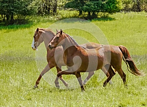 Two Beauty's out for a Spring Trot photo