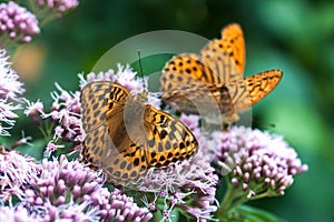 Two beautyful butterflies on flowers meadow