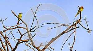 Two bee-eater is sitting in a barnch
