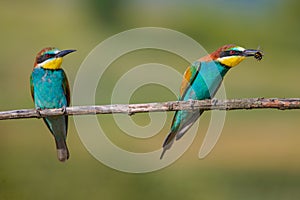 Two bee-eaters sitting on a branch