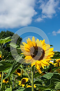 Two bee sitting on sunflower with blue sky