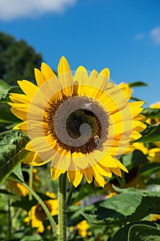 Two bee sitting on sunflower with blue sky