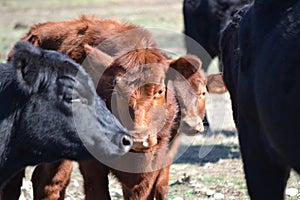 Two Beef Cows Touching Noses