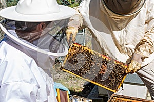Two beekeepers looking at a honeycomb extracted from a hive