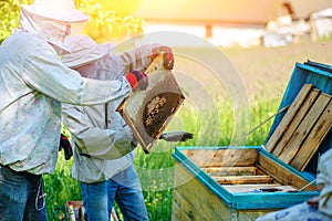 Two beekeepers work on an apiary. Summer