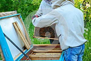 Two beekeepers work on an apiary. Summer