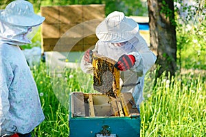 Two beekeepers work on an apiary. Summer