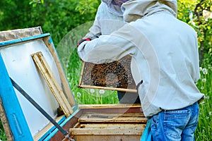 Two beekeepers work on an apiary. Summer