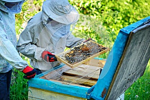 Two beekeepers work on an apiary. Summer