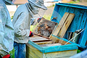 Two beekeepers work on an apiary. Summer