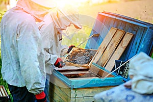 Two beekeepers work on an apiary. Summer