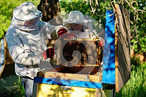 Two beekeepers work on an apiary. Summer