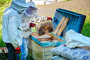 Two beekeepers work on an apiary. Summer