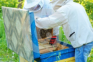 Two beekeepers work on an apiary. Summer