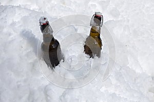 Two beer bottles and a beer glass placed in snow for cooling