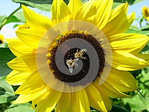 Two bees are sitting on a sunflower