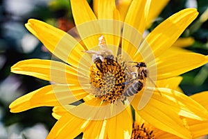 Two bees on an Arnica blossom photo